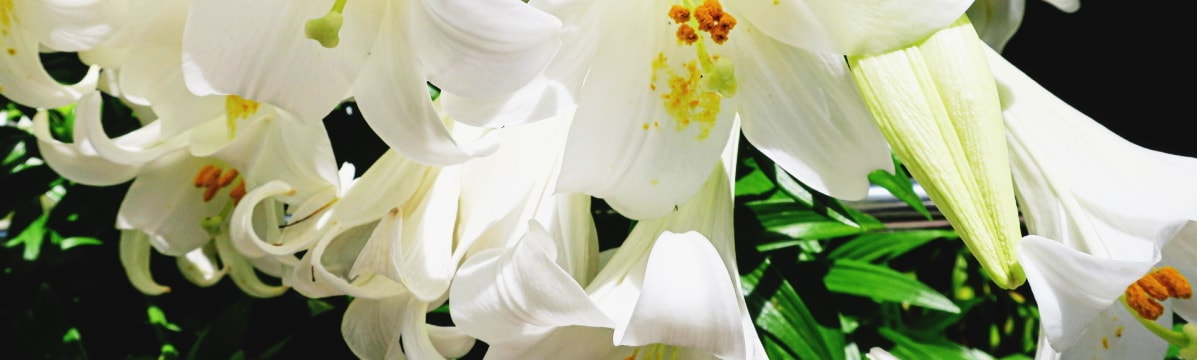 供花・供物一覧